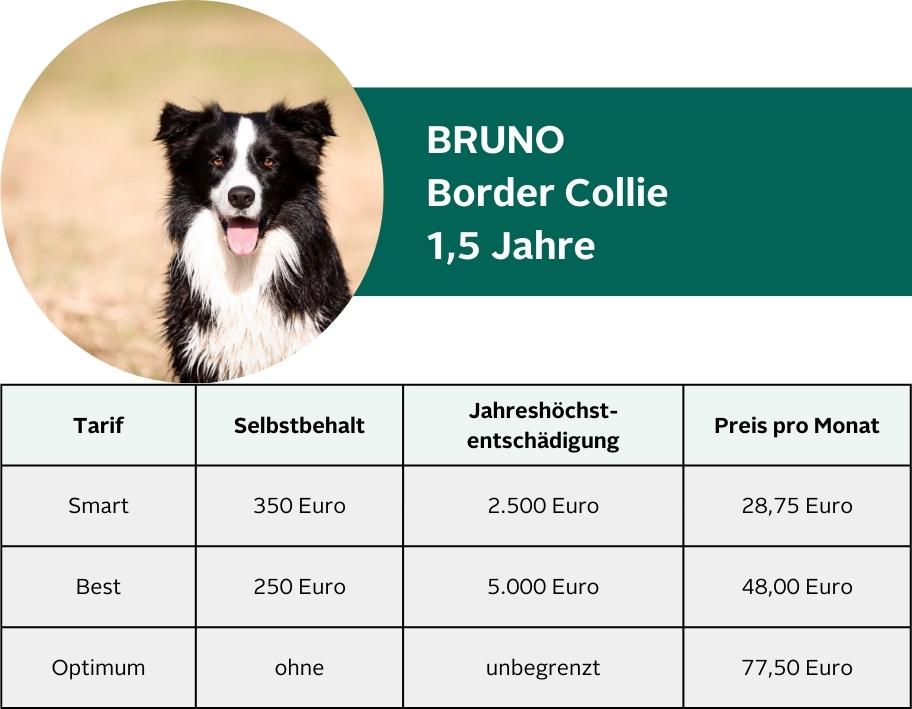 Bruno Border Collie 1,5 Jahre