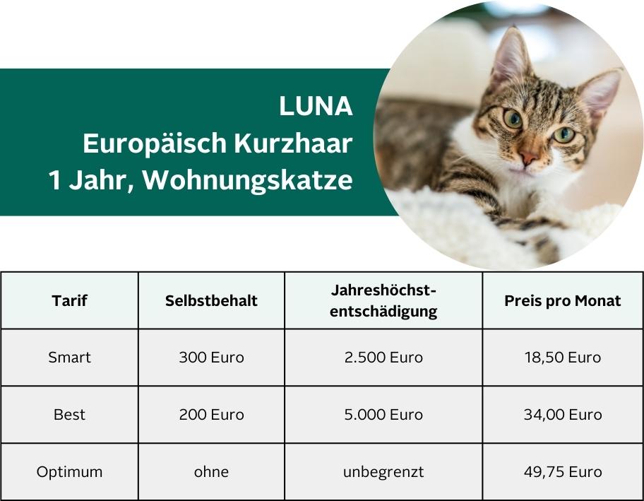 Luna Europäische Kurzhaar 1,5 Jahre