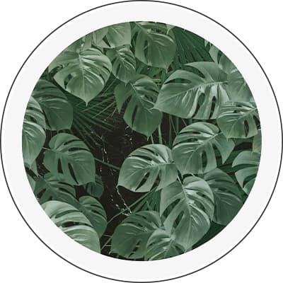 Grüne Monstera-Blätter vor dunklem Hintergrund in kreisförmigem Rahmen.