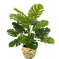 Große grüne Zimmerpflanze mit vielen geteilten Blättern in einem geflochtenen Übertopf auf weißem Hintergrund